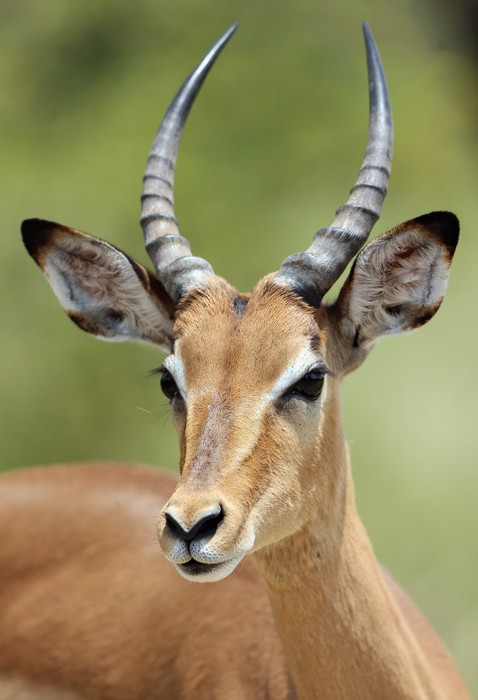 Национальный парк Крюгер в ЮАР