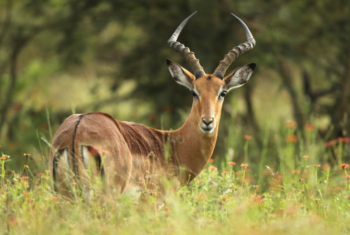 Национальный парк Крюгер в ЮАР