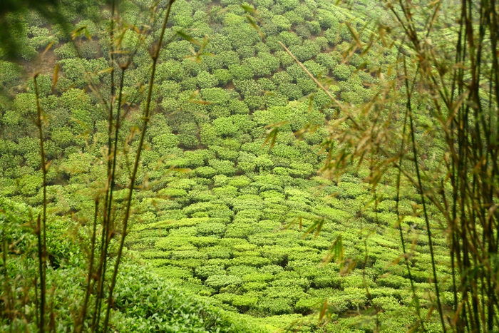Чайные плантации в Сиккиме. Sikkim. Фото: Сима Петрова/Великая Эпоха (The Epoch Times)