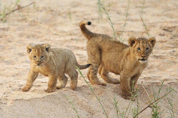 Жизнь в африканском заповеднике Машату.  Фото:  Cameron Spencer/Getty Images