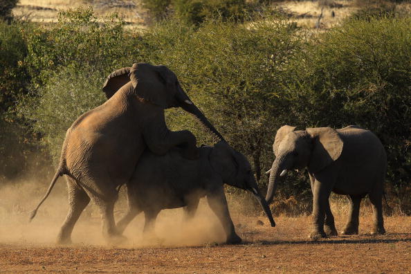 Жизнь в африканском заповеднике Машату.  Фото:  Cameron Spencer/Getty Images