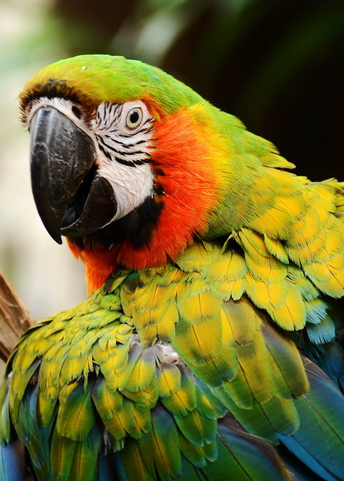 11 экзотических видов птиц с необычными характеристиками