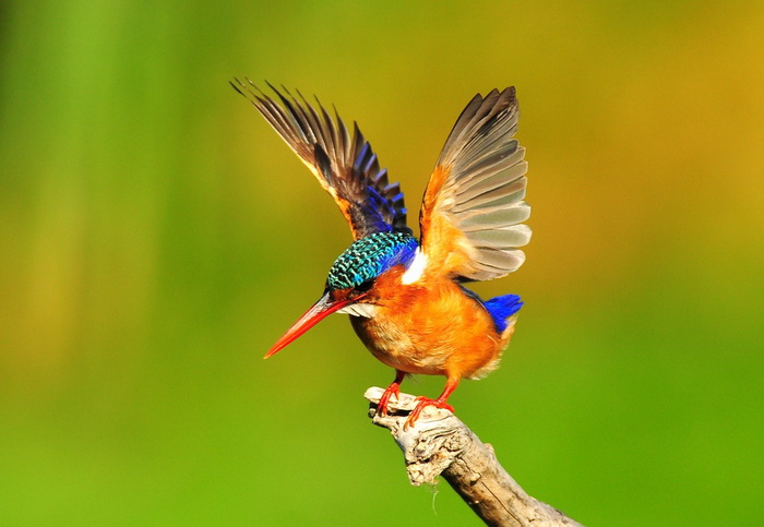 11 экзотических видов птиц с необычными характеристиками