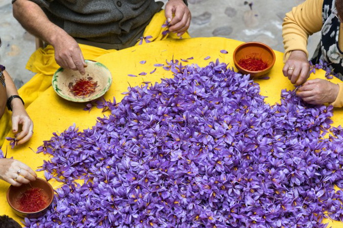 Шафран — высушенное рыльце фиолетового цветка шафрана. Фото: Shutterstock*