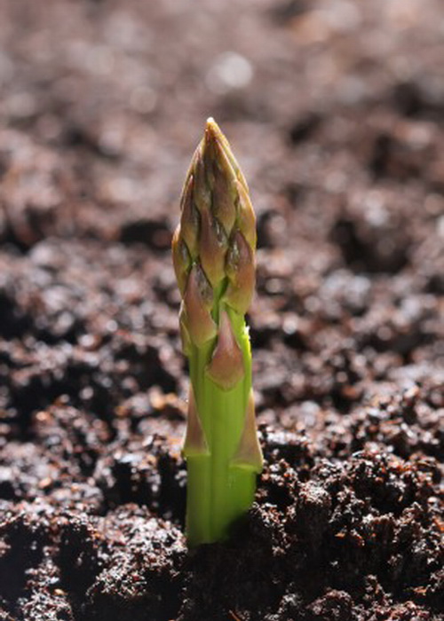 Аспарагус — молодой побег спаржи — высшее споровое растение. Фото: Shutterstock*