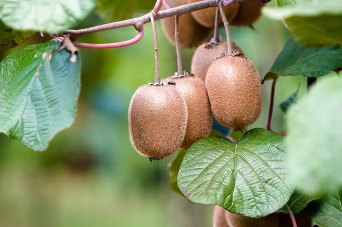 Киви — ягода, растущая на вьющейся лозе. Фото: Shutterstock*