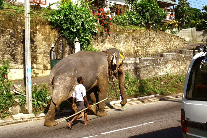 Шри-Ланка. Возвращение в лето