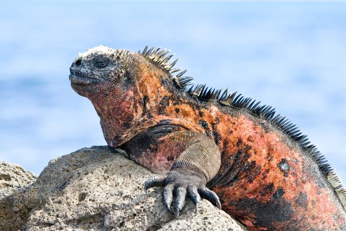 Девять уникальных животных Галапагосских островов