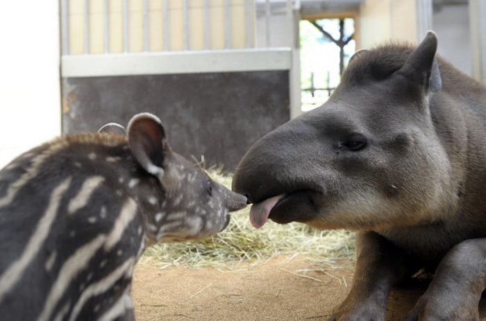 Тапир: фотографии удивительного животного