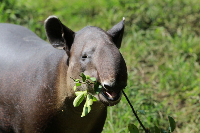 Тапир: фотографии удивительного животного