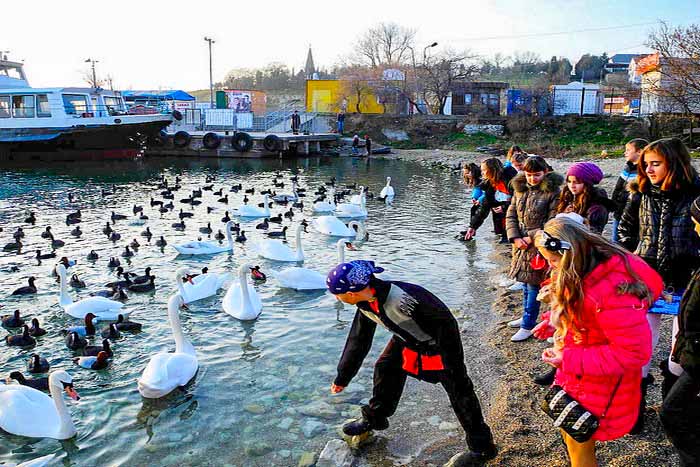 Почему лебеди покидают бухты Севастополя?