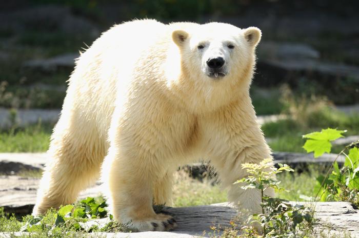 Русский белый медведь поселился в зоопарке Берлина