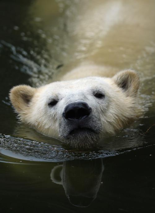 Русский белый медведь поселился в зоопарке Берлина