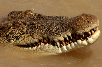 Австралиец в состоянии алкогольного опьянения оседлал крокодила