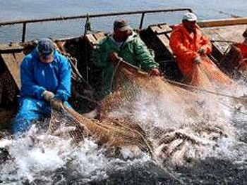 Рыбаки Чукотки требуют пересмотра условий прибрежного рыболовства