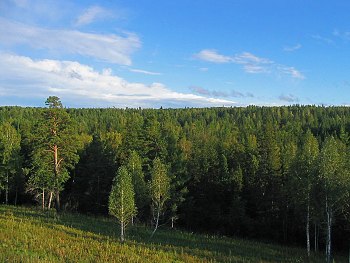 В Красноярской тайге незаконно вырубают лес
