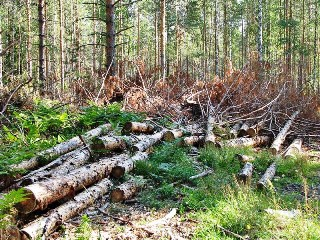 Житель КНР вырубил амурский лес почти на 3 миллиона рублей