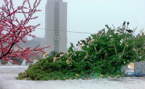 Упала самая дорогая елка в России. Фото: Юлия Гольченко. Великая Эпоха (The Epoch Times)