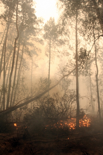 Лесные пожары вновь угрожают  России