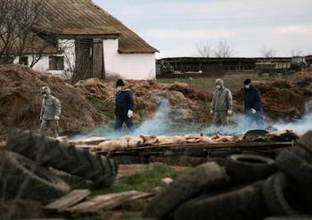 Африканская чума  поразила свиней фермерского хозяйства в Волгоградской области
