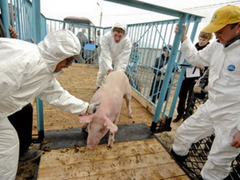 В Московской области распространяется африканская чума свиней