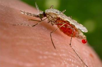 Лихорадка западного Нила, распространяемая комарами в Волгоградской области, унесла жизни четырех человек