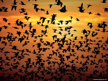 На озере Тагарское в Красноярском крае произошла массовая гибель птиц