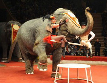 Цирковых слонов в Сибири спасли от пожара и обморожения