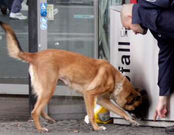 На улицах солнечного города Магадана скоро появятся европейские девайсы для собак