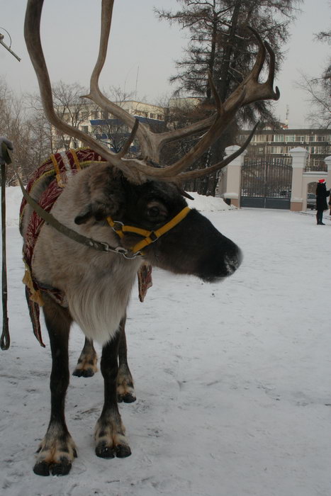 Дед Мороз поселился в сказочном тереме музея им. Сукачёва г. Иркутска