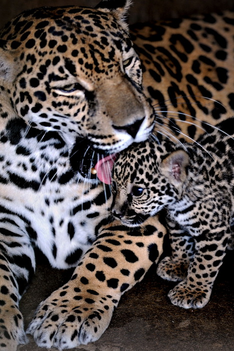 Самка ягуара. Фото: ELMER MARTINEZ/AFP/Getty Images