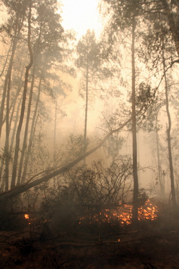 Лесной пожар. Фото: ANDREY SMIRNOV/AFP/Getty Images