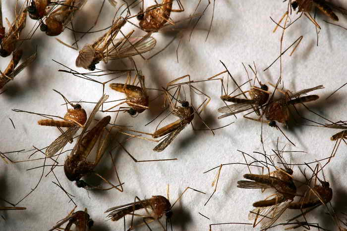 Комары-толстоножки не угрожают здоровью москвичей. Фото: David McNew/Getty Images