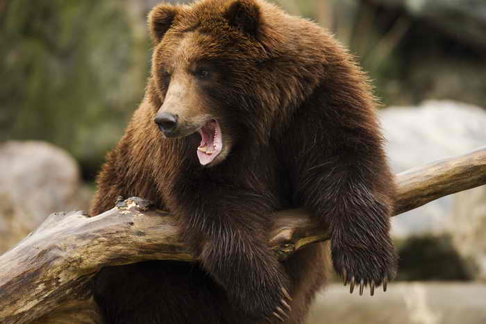 В Томской области голодный медведь забрался в «УАЗ» егеря. Фото: DENIS SINYAKOV/AFP/Getty Images