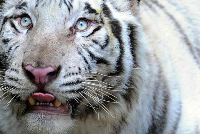 Международная команда учёных исследовала вопрос, почему белые тигры имеют белый мех. Фото: S.KODIKARA/AFP/Getty Images