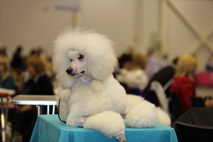 Выставка собак «Сибирь - XXI век» прошла в Новосибирске