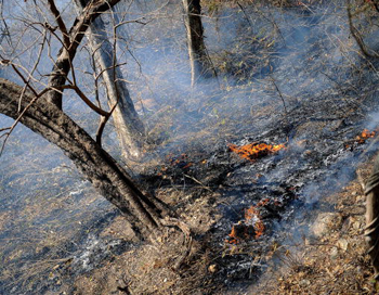 Готов ли Северо-Запад России к сезону лесных пожаров 2010 года?