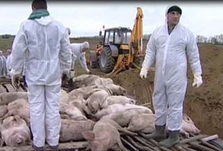 Африканская чума свиней вспыхнула в Нижегородской области. Фото с allnewspoint.com