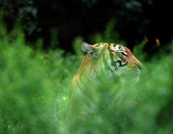 В Приморье сбежала тигрица Роскошь  из реабилитационного центра. Фото: MICHAL CIZEK/AFP/Getty Images