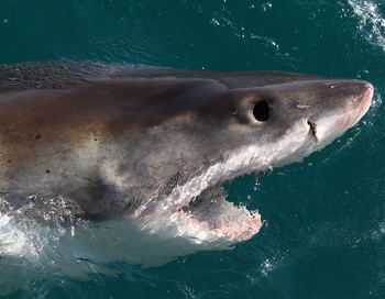 Большая стая белых акул – людоедов охотится в водах Приморья