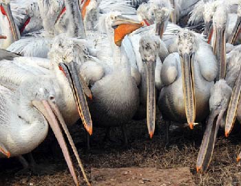 Зимовка пеликанов в порту Махачкалы. Фото РИА Новости