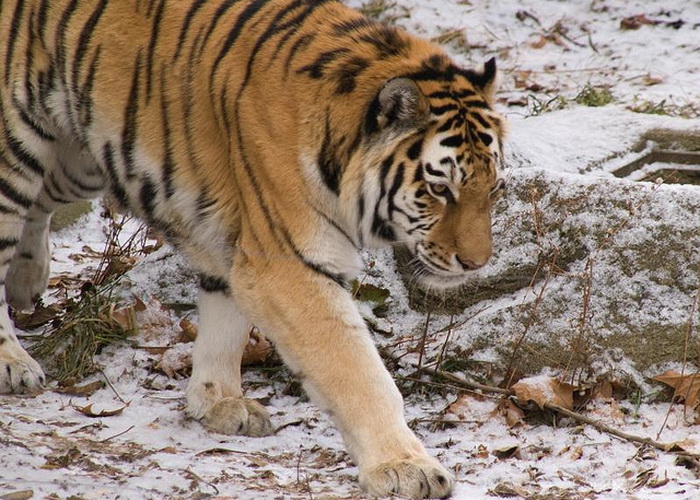 Тигр, растерзавший собак, миновал ловушки и ушёл в лес