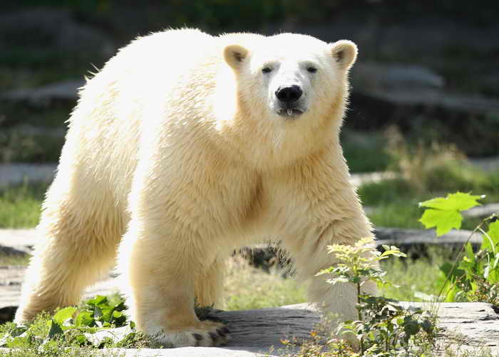  Белый медведь. Фото: Sean Gallup/Getty Images