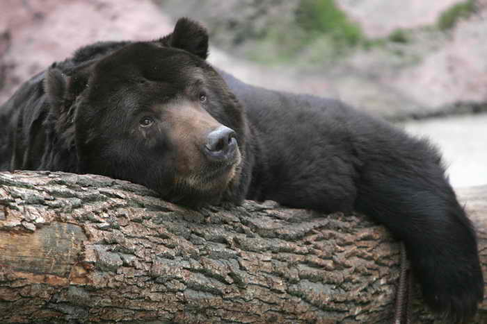  В 2013 году среди охотников Красноярского края добыча медведя не имеет популярности. Фото: DENIS SINYAKOV/AFP/Getty Images 