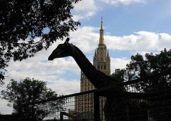  Московский зоопарк. Фото: Dmitry Fedoseev/flickr.com