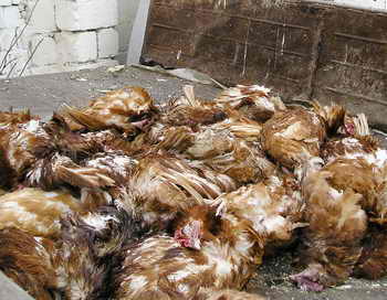 Территория птицефабрики в Синявино стала куриным кладбищем