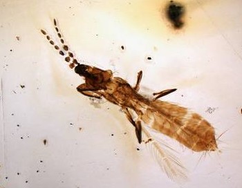 Ученые нашли древнейших насекомых Африки