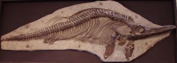 Данный скелет ихтиозавра - из многообразной группы древних, подобных дельфину, рептилий, которые имели острые зубы и охотились на рыбу и кальмароподобных существ. (Ballista/Wikimedia Commons)