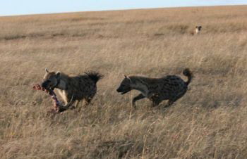 «Отдай мне еду»: Две гиены «хихикают» о позвоночнике антилопы. Фото: BMC Ecology