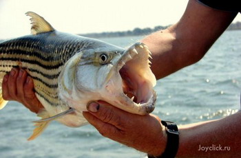 Тигровая рыба Голиаф. Фото с сайта live.1001chudo.ru